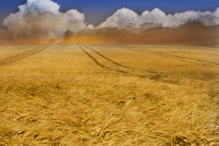 Wheat-on-fire-LockieCurrie.jpg
