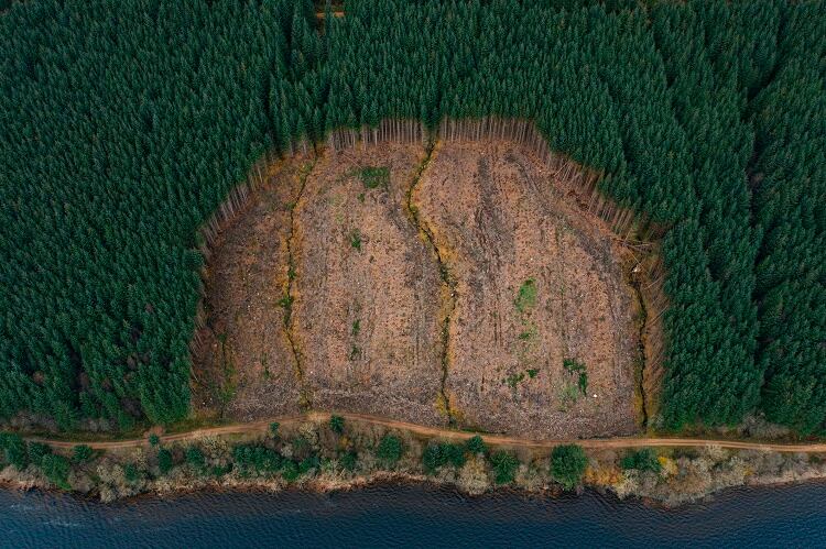 Vanilla-Deforestation-GettyImages-Justin-Paget.jpg