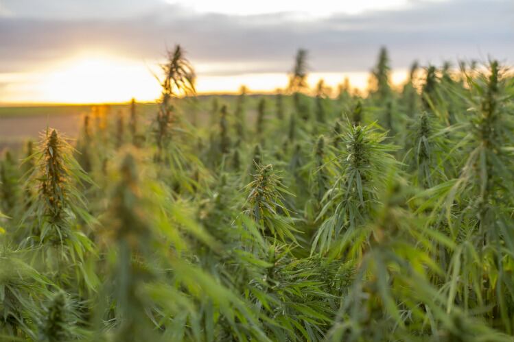 Hemp: Arcadia Biosciences' next frontier