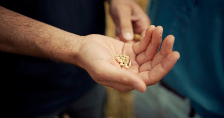 1-Harmony_wheat_grains2.jpg