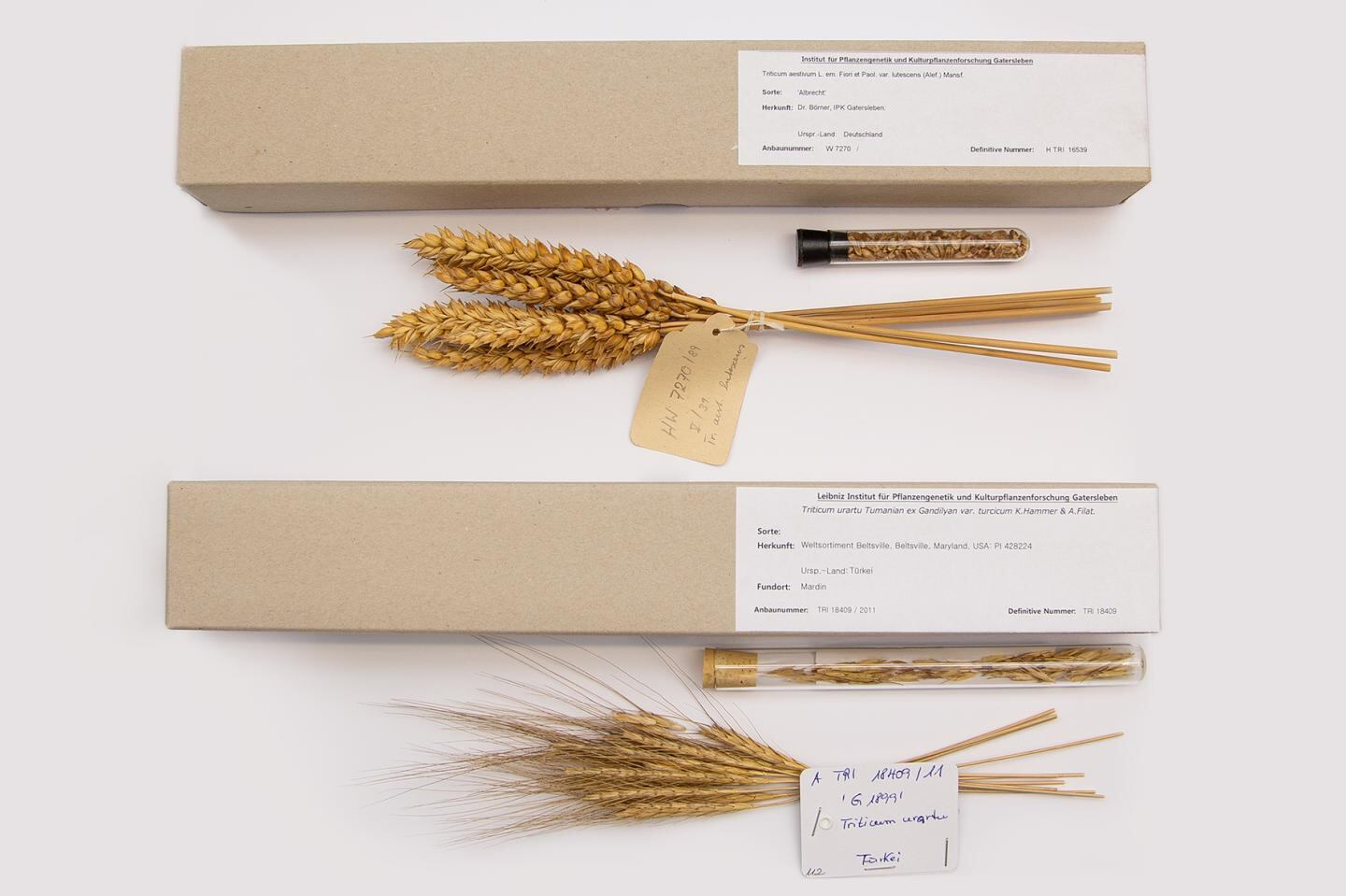 Comparison-of-grains-from-weedy-and-domesticated-wheat-species.-Samples-originate-from-the-herbarium-of-the-Federal-Ex-situ-Gene-Bank-at-the-IPK.jpg