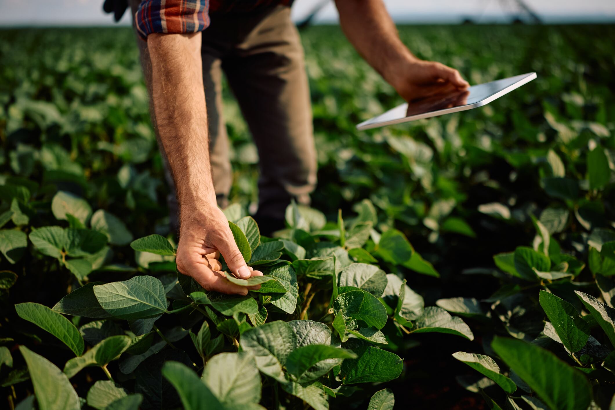 With the launch of AI Agronomist, an in-app assistant within the OneSoil Platform, the company aims to tackle one of farming’s biggest digital bottlenecks: fragmented, hard-to-interpret data streams.