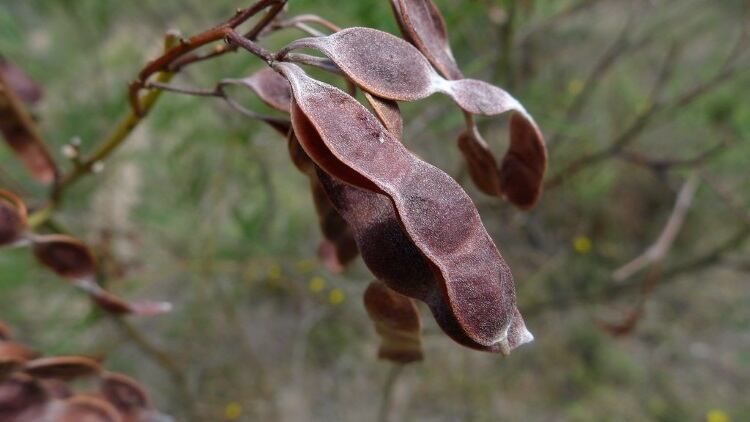 Wattle-seed.jpg
