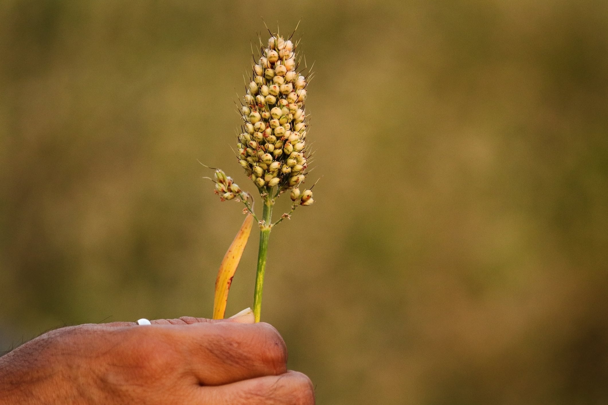 Sorghum bicolor, commonly called sorghum and also known as great millet, durra, jowar, jowar, milo. its golden grains. agricultural, farming, and sustainability themes, showcasing a vital cereal crop.