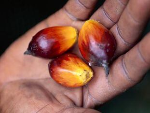 Unilever-palm-oil.jpg