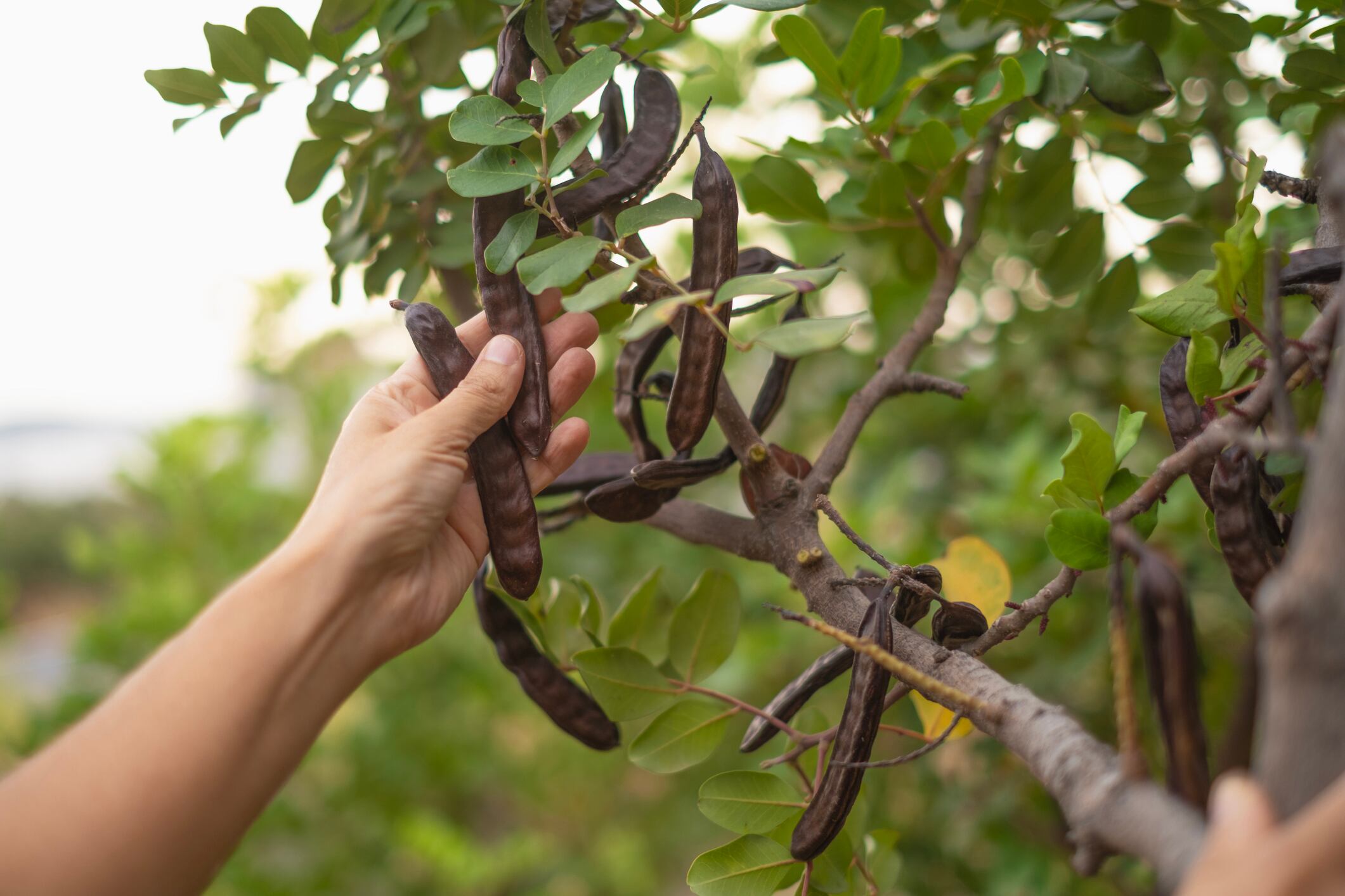 Picking Up Carob Beans in Farm.