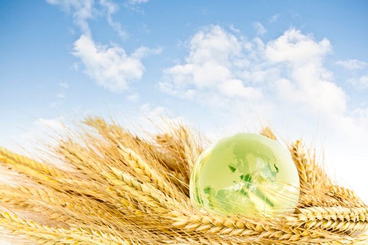 World-and-ears-of-wheat-Getty.jpg