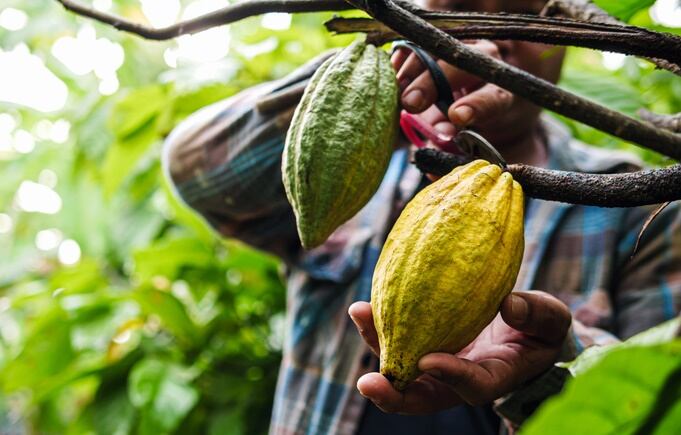 cocoa-farmer-getty-narong-khueankaew.jpg