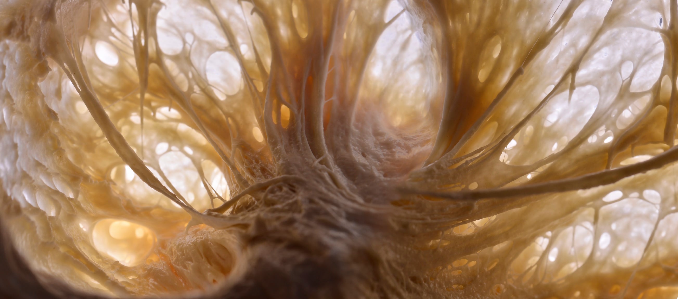 Macro photography of bread fermentation, microscopic photography of the yeast fermentation process