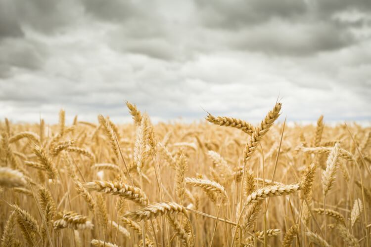 Meet-the-scientists-unlocking-the-genetic-potential-of-wheat-to-boost-global-food-security.png