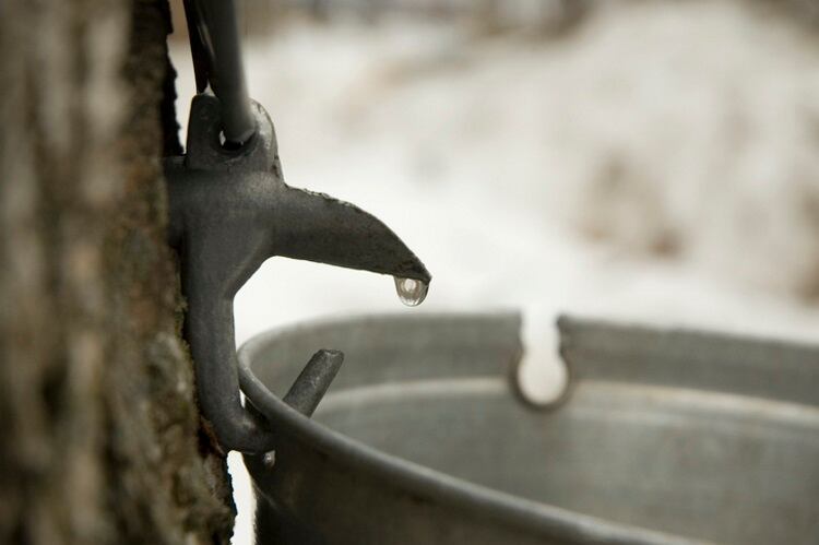 Tapping-a-maple-tree-GettyImages.jpg