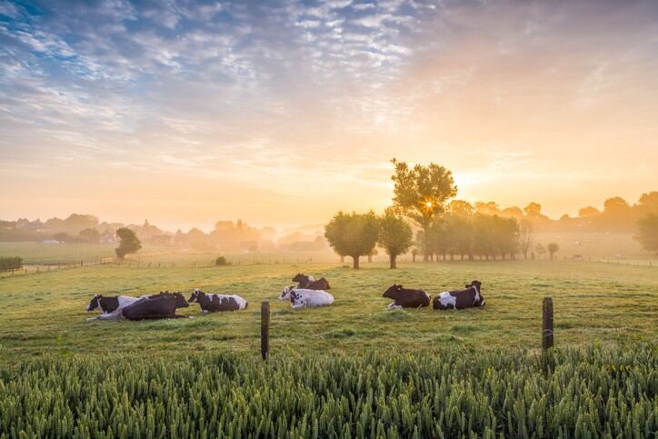 Nestlé creates ag research institute: ‘We want to bring the most promising approaches and solutions to farmers’
