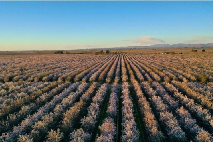 The-Kind-Almond-Acres-Initiative.jpg