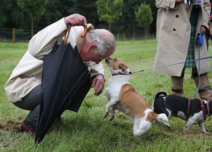 Prince Charles with rescue dogs