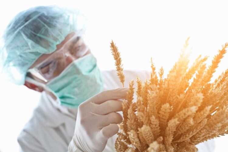 Scientist-examining-wheat-Getty.jpg