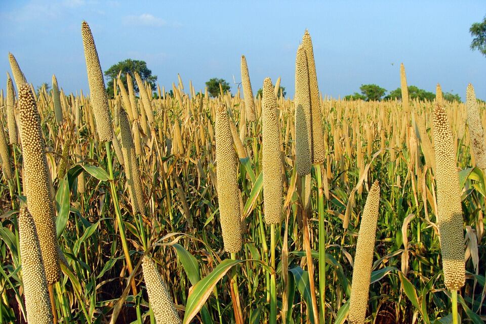 Lingsugur-Pearl-Millet-Cultivation-Raichur-Bajra-204105.jpg