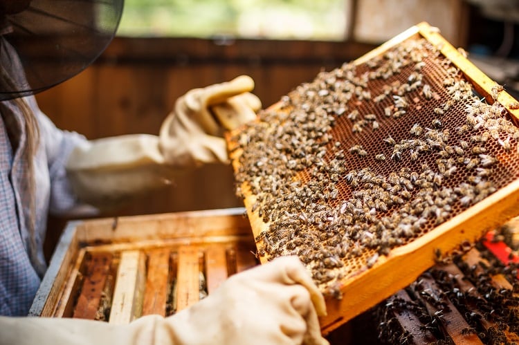 Entrepreneur-builds-bee-product-line-into-budding-powerhouse.jpg