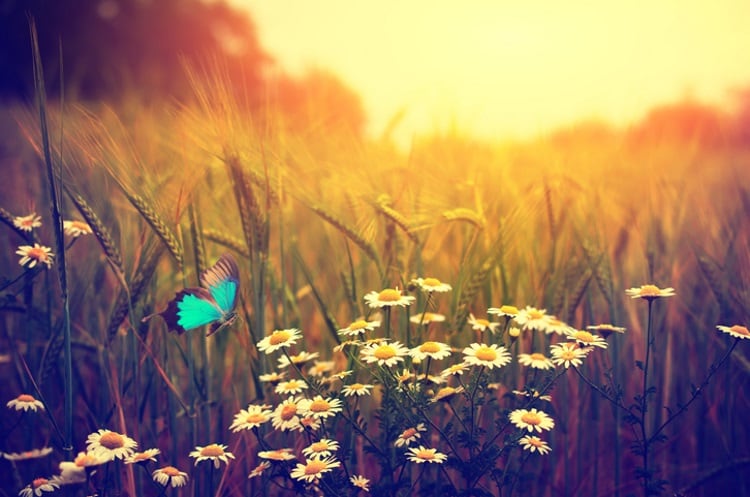 Jordans Cereals encourages Brits to protect their patch of nature