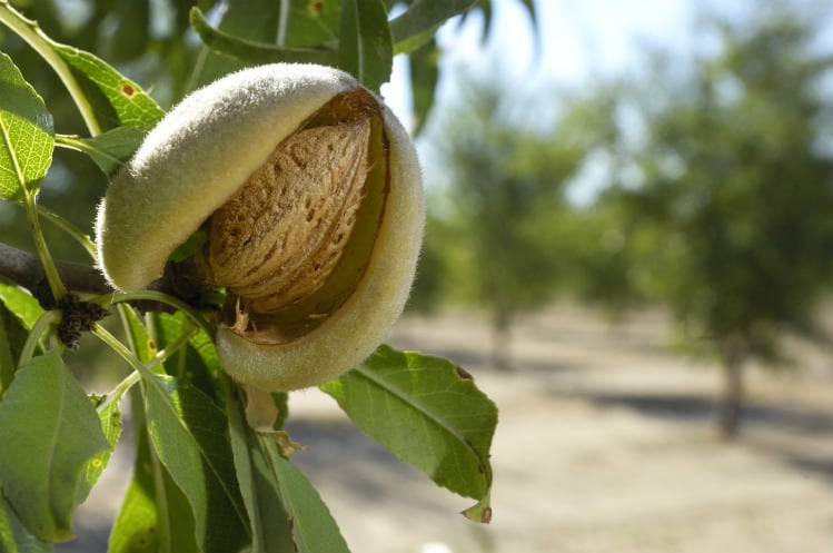 Almond Board looks forward to sustainable snacks after 50 years on the ground