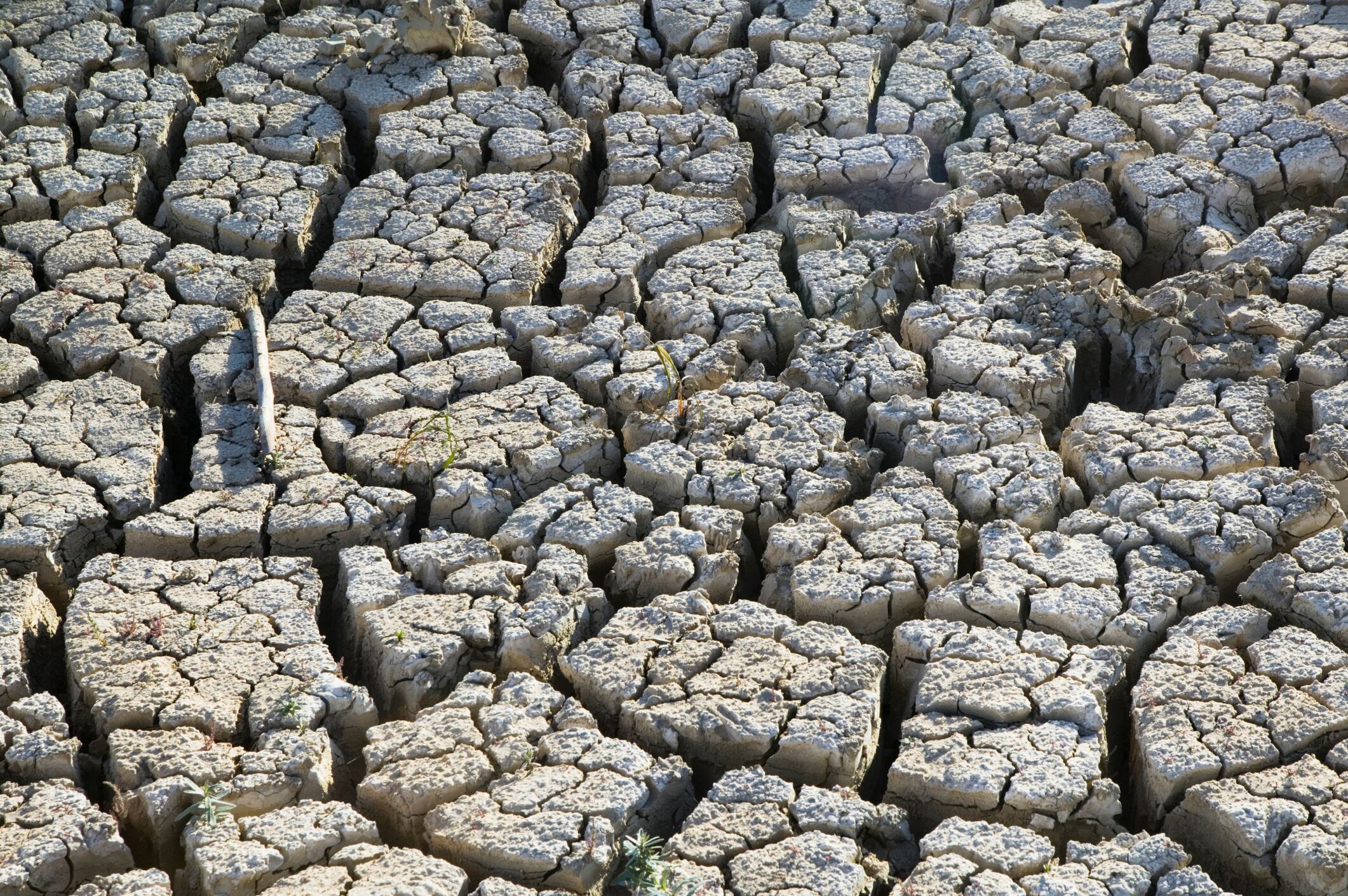 Drought
