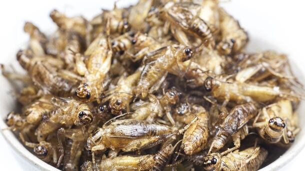Crickets-peterkai.jpg