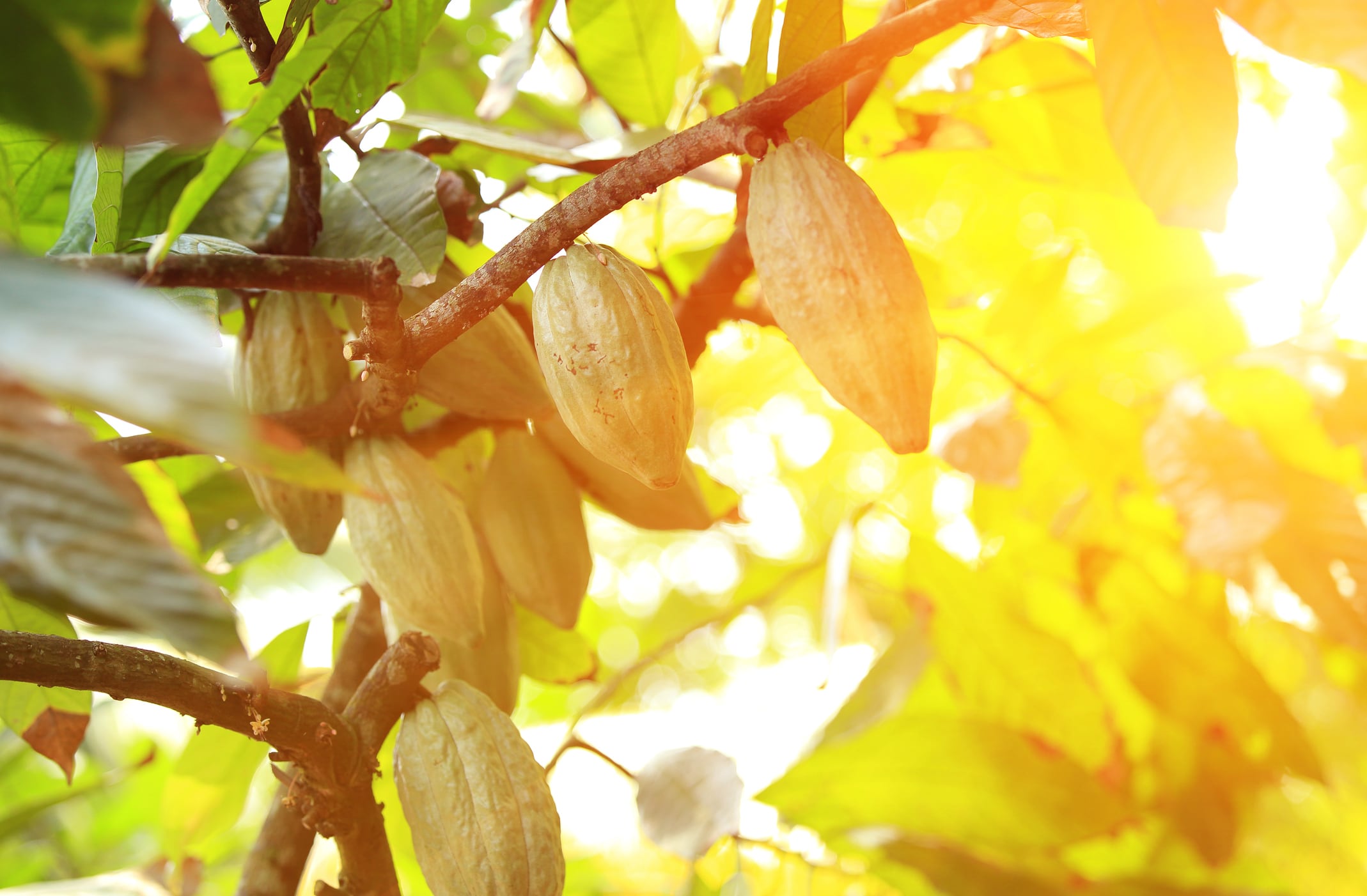 Cocoa fruits grow in the tree