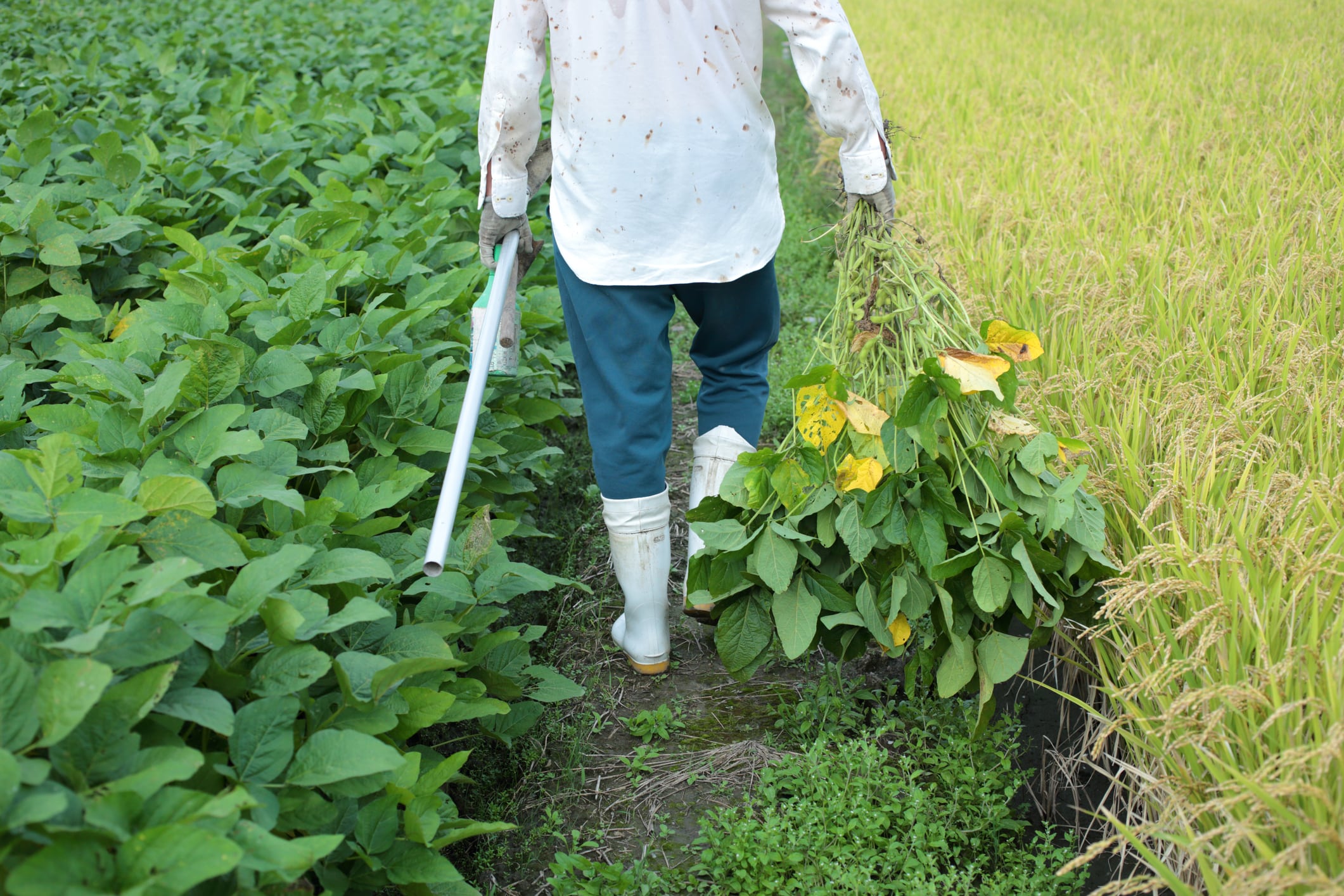 Soybean fields in Brazil, a leading exporter whose agricultural output underpins global food, feed and beverage supply chains.