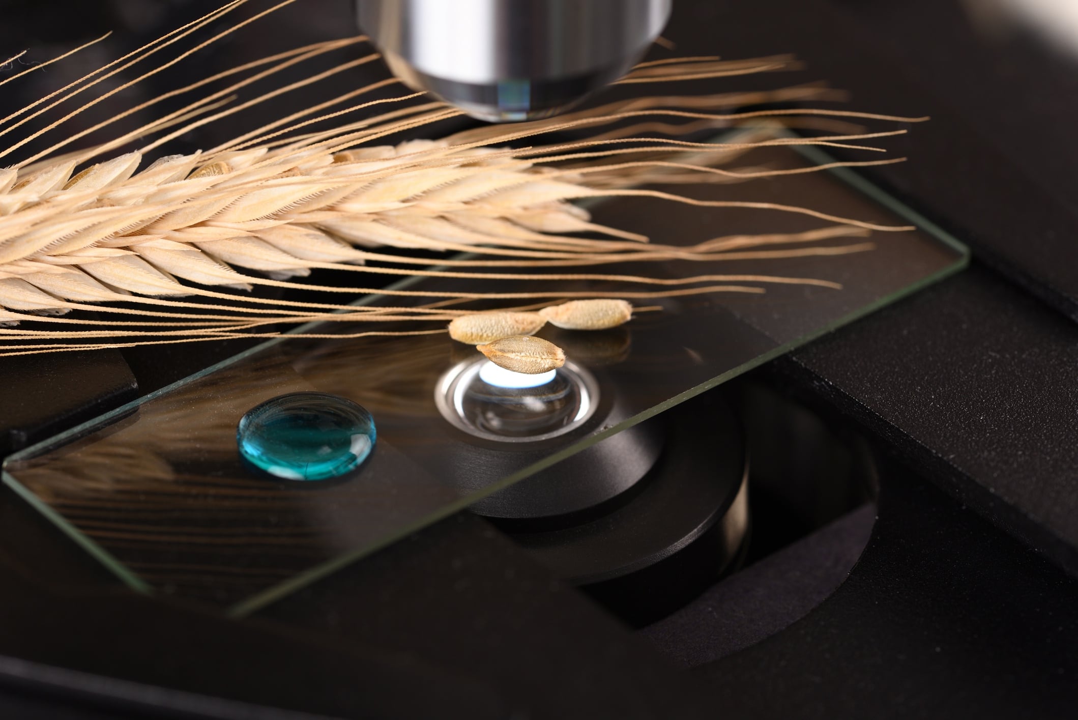 Inside the gluten revolution: The 3 breakthroughs bakers should pay attention to