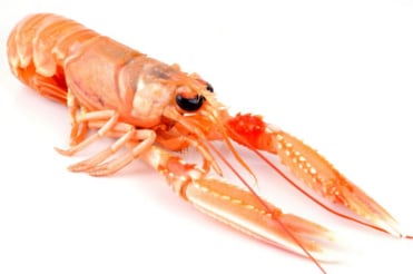 langoustine-reduct.jpg