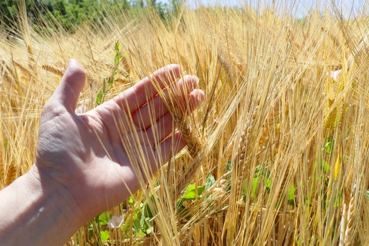 Wheat-regenerative-agriculture-Getty.jpg