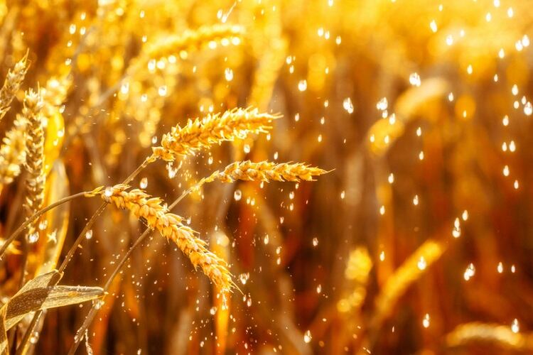 Global-warming-will-lead-to-rising-cost-of-bread-market-upheaval-and-political-unrest.jpg