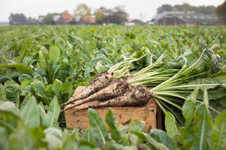 Chicory root fibre gets rare Thai FDA approval for ontrend digestive health claim