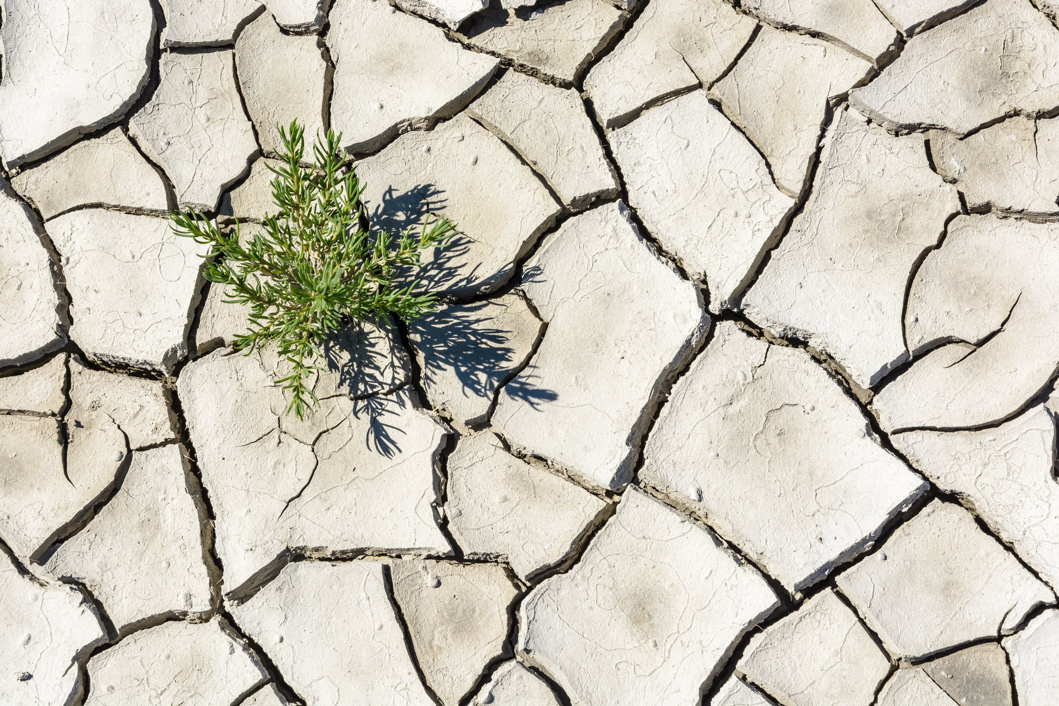 Overhead view of the patterns of a cracked dry grey earth with a single small green plant.