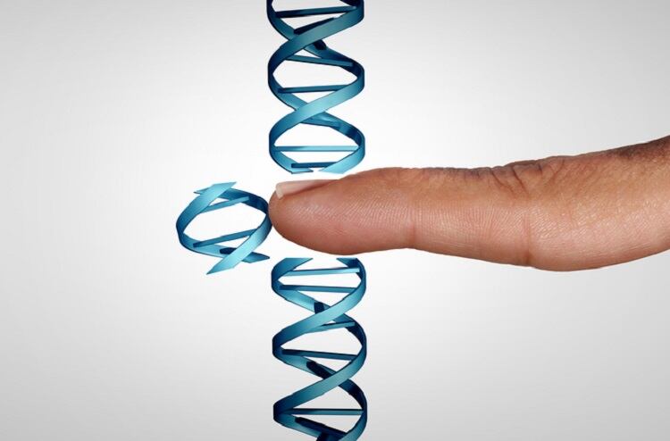 CRISPR for coeliacs? Gene-editing tech makes ‘wheat with safe gluten’ 