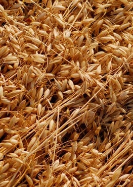 oats-grain-millers.jpg