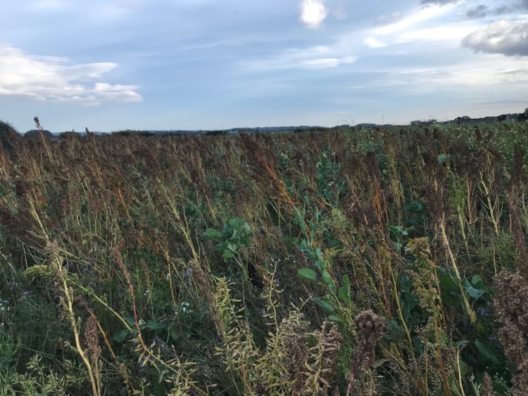Winter-feeding-and-shelter-plot-for-local-wildlife-Silvery-Tweed-Cereals.jpg