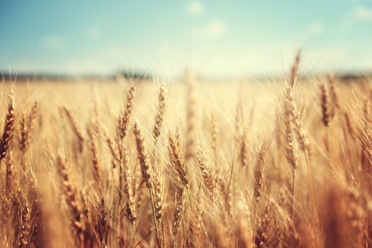 Natasha-Story-of-Wheat-Iakov-Kalinin.jpg