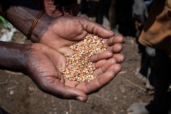 A-significant-step-for-food-security-in-Africa-New-sorghum-hybrid-with-a-25-increase-in-yield-released-in-Zimbabwe.jpg