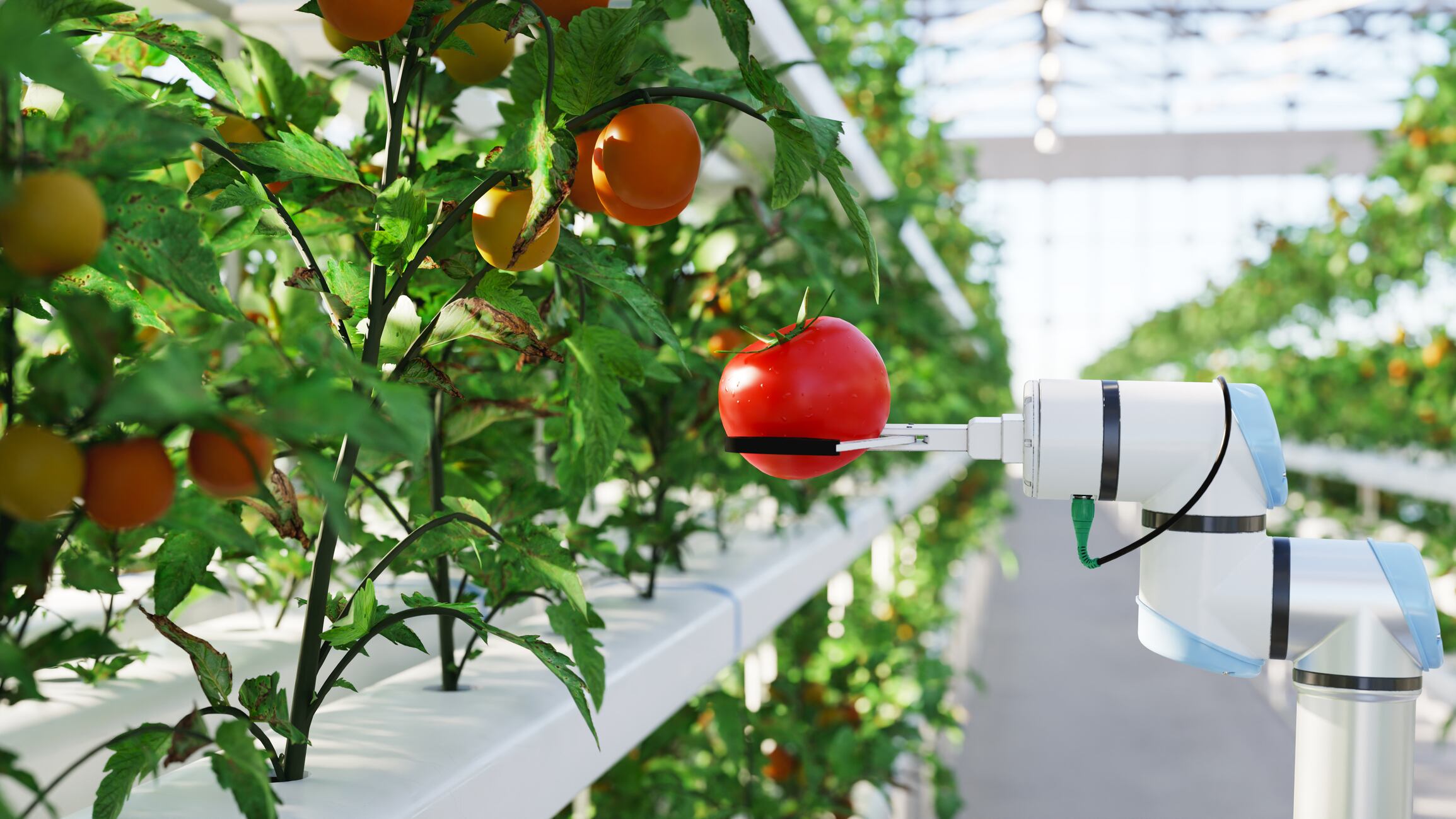 How AI is cutting violations in food