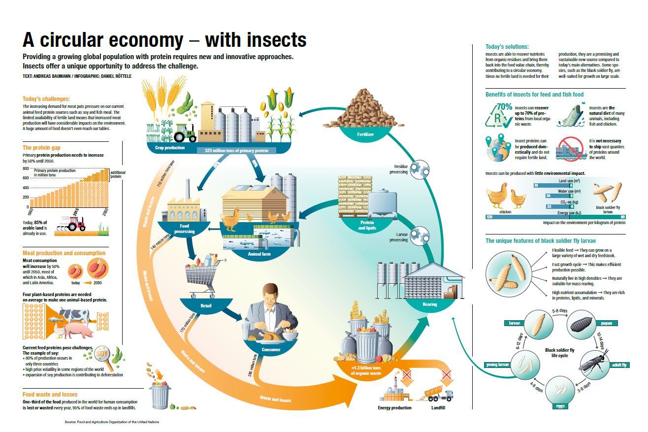Insects.jpg
