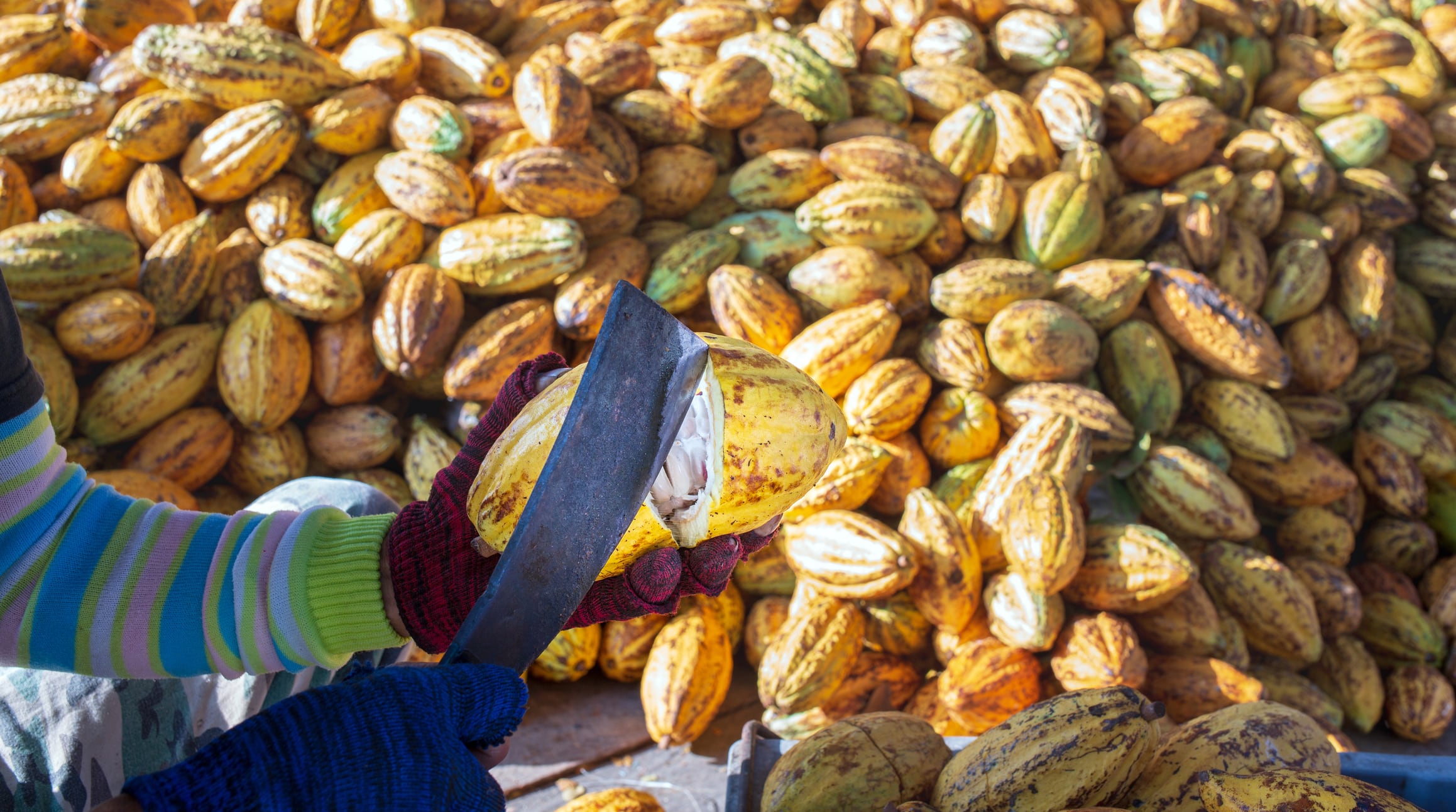 A farmer is using a knife to cut a ripe yellow cocoa pod, Harvesting ripe yellow fresh cacao fruit, fresh cacao pods cut in half.