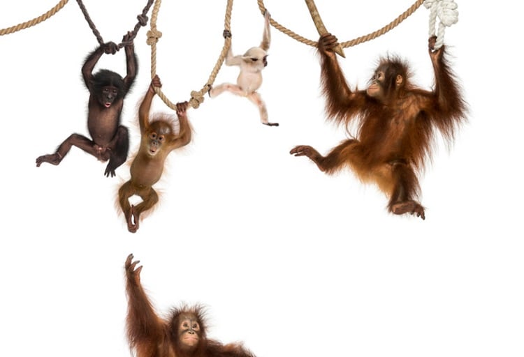 Charity invites bakers to go wild and ‘bake a cake to save an ape’