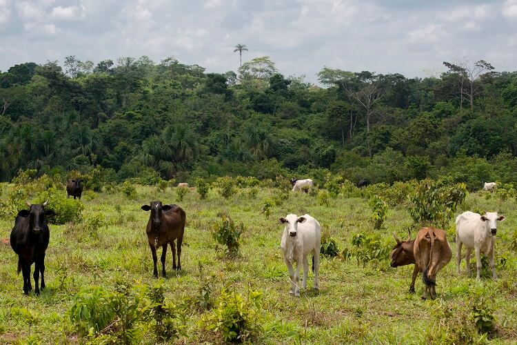 cattle-deforestation-edsongrandisoli.jpg