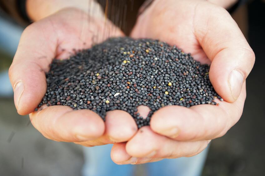 rapeseed-colza-Droits-d-auteur-RubyMirriam.jpg
