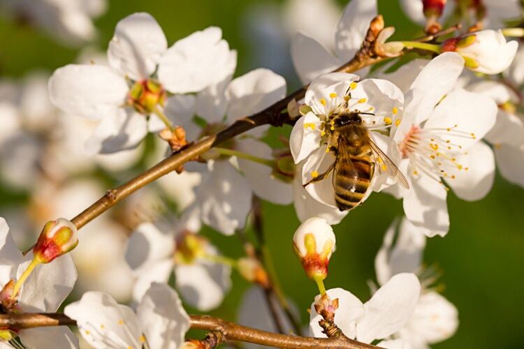 ofi sets new benchmark for the almond industry