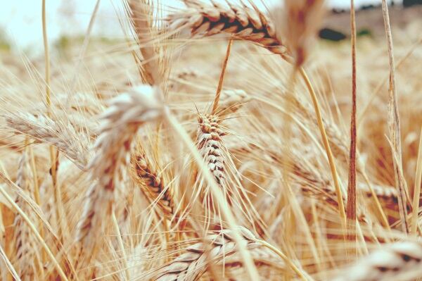 Bio-Getreide-Tritordeum.jpg