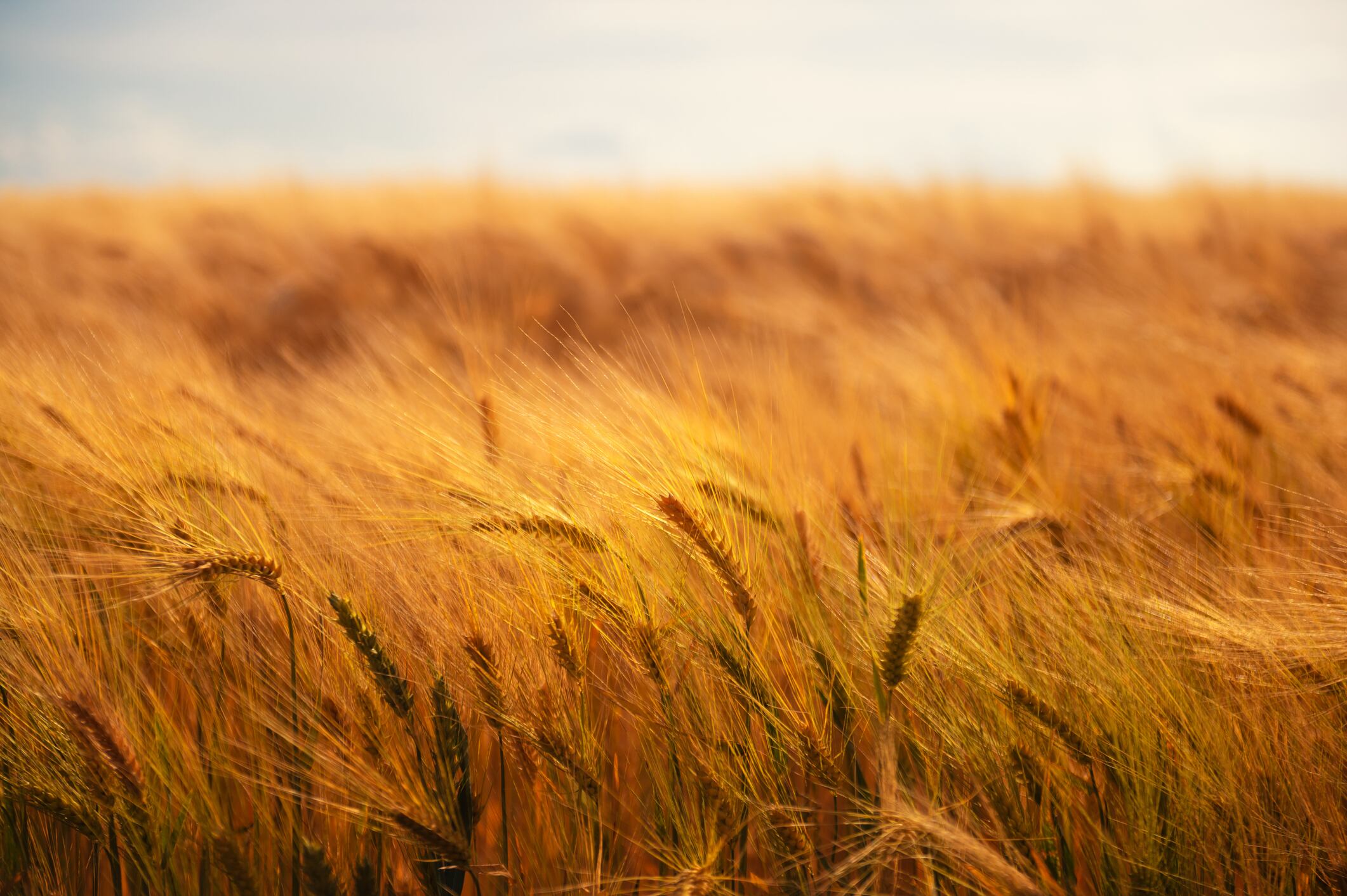 Bayer is betting that one of the world’s oldest crops can still deliver one of agriculture’s most significant growth opportunities.