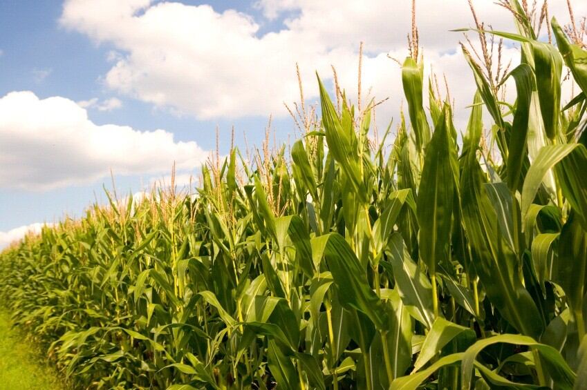 Using-defatted-maize-germ-in-bread-could-up-the-protein-content-significantly.jpg