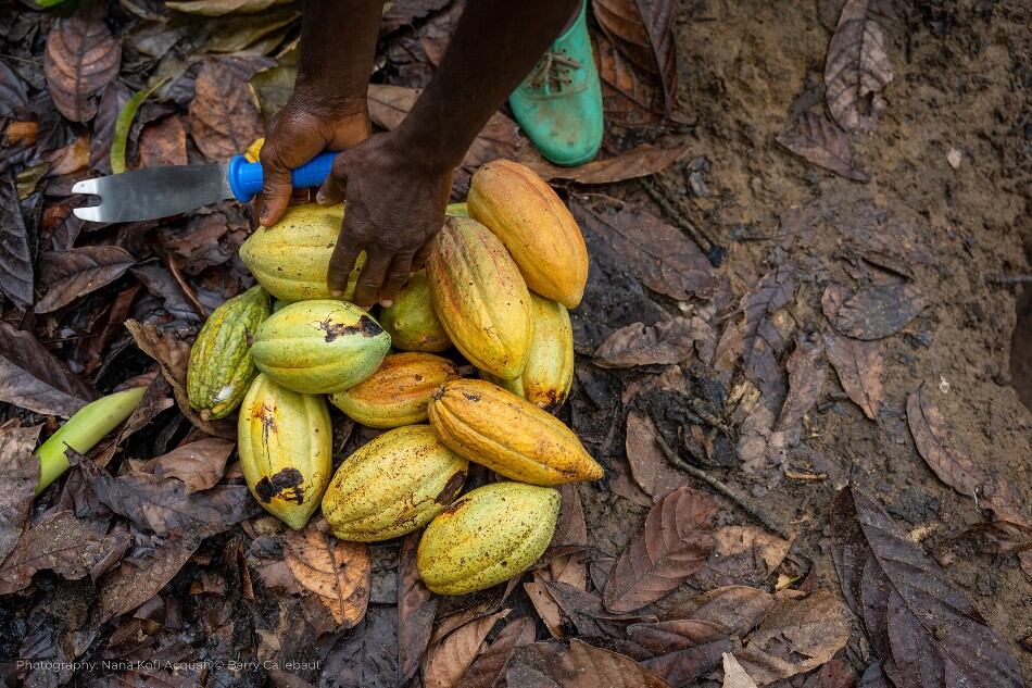 Higher-cocoa-yields-will-help-protect-Cote-d-Ivoire-s-forests-new-White-Paper-finds.jpg