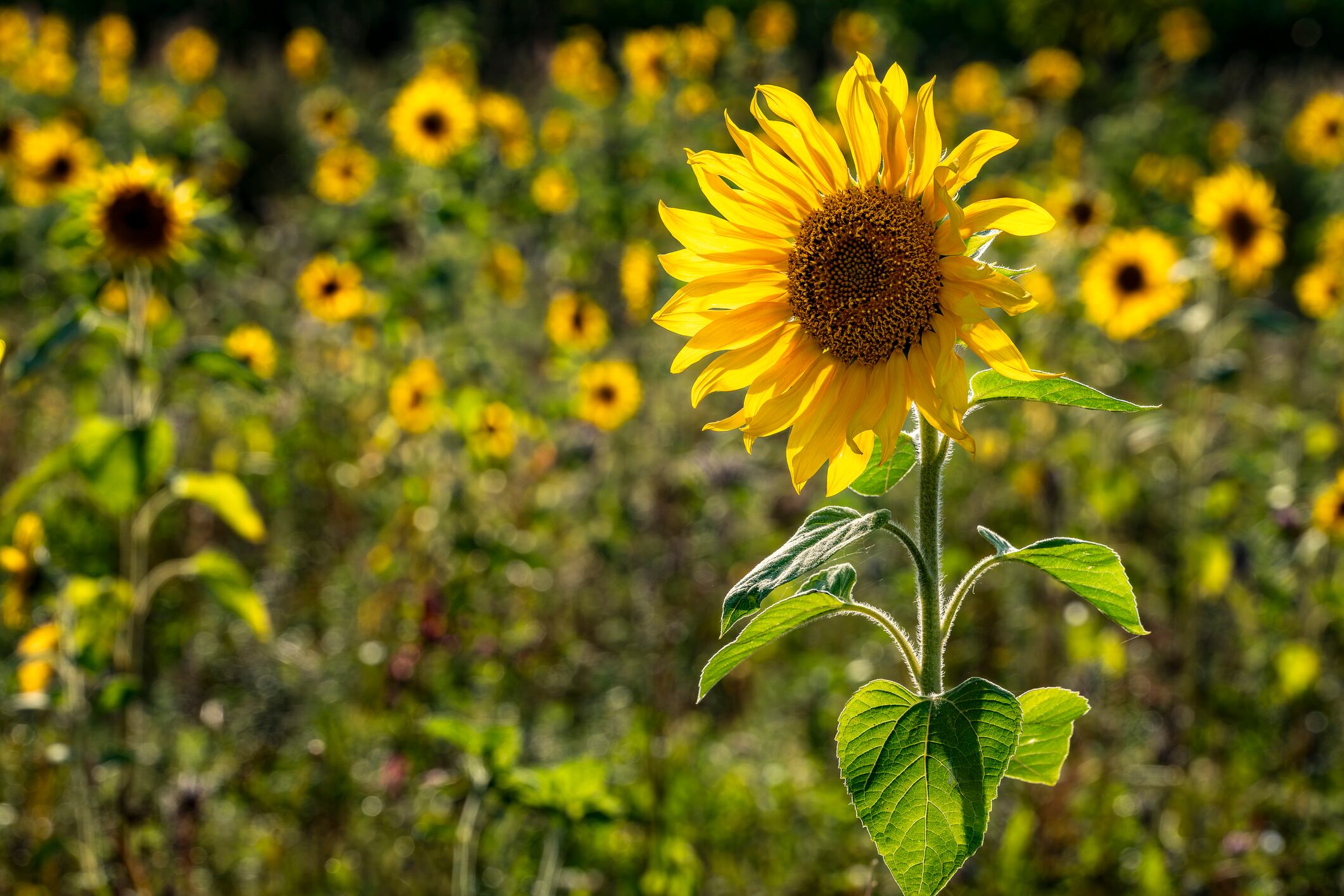 A sunflower backlit by the sun, in the background numerous other out-of-focus sunflowers, horizontal